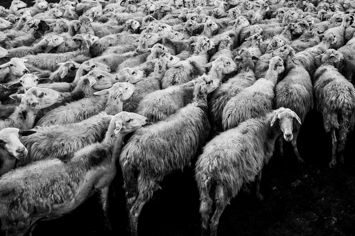 A dense flock of sheep in a black and white image