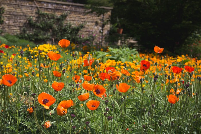 Orange poppies and yellow flowers in a garden