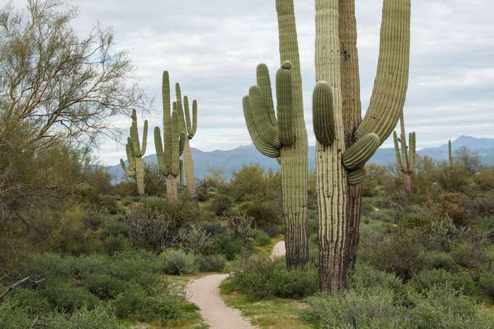 Saguaro cactus in Sonoran Desert 4K