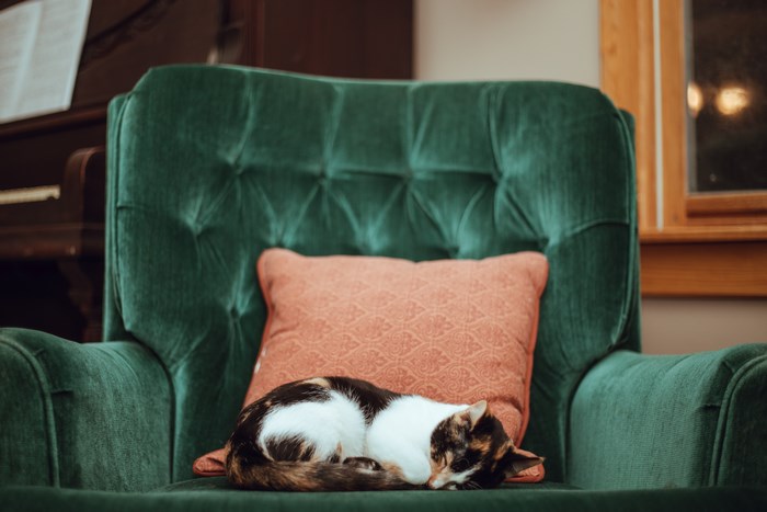 Calico cat sleeping on a green armchair