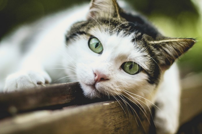 Close-up of a cat with green eyes resting