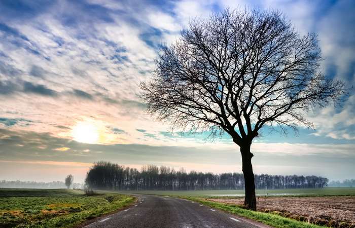 Bare tree on a road at sunrise