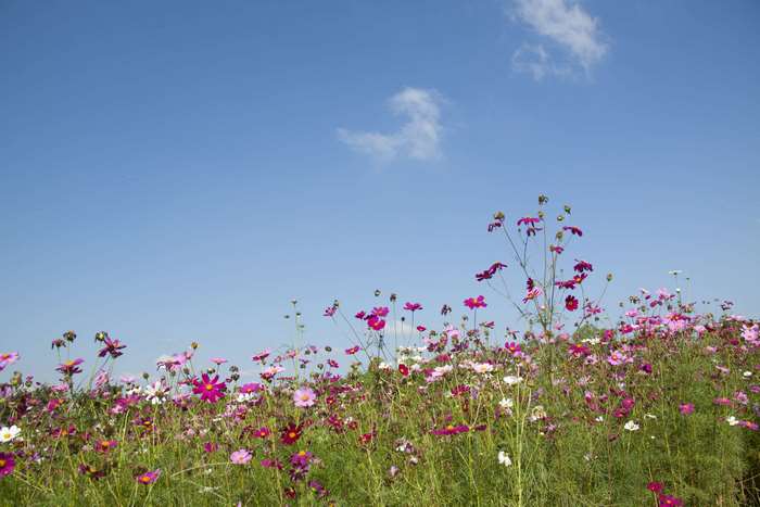 Field of colorful cosmos flowers under a blue sky
