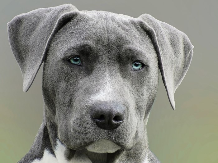 Close-up portrait of a grey Weimaraner dog with blue eyes