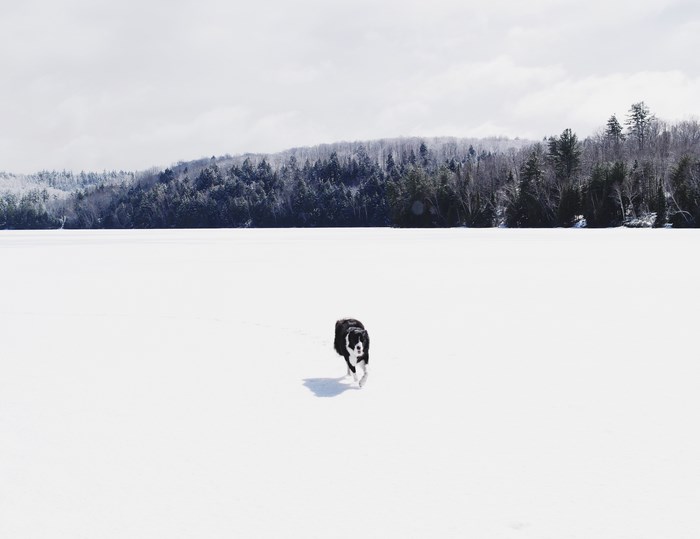 Dog running on a snowy field with forest background