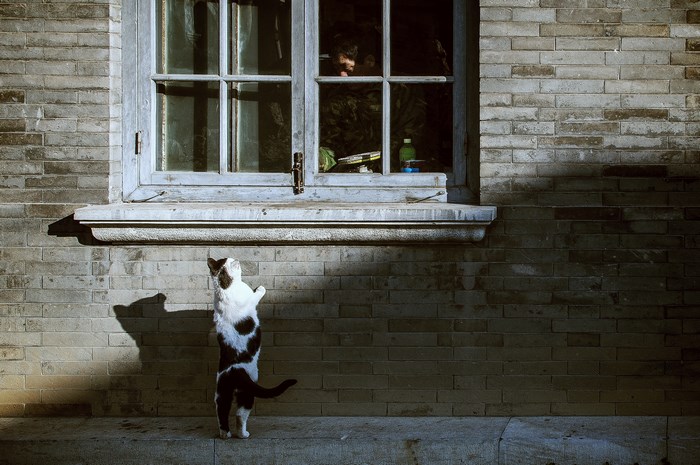Cat begging at a window with a person inside
