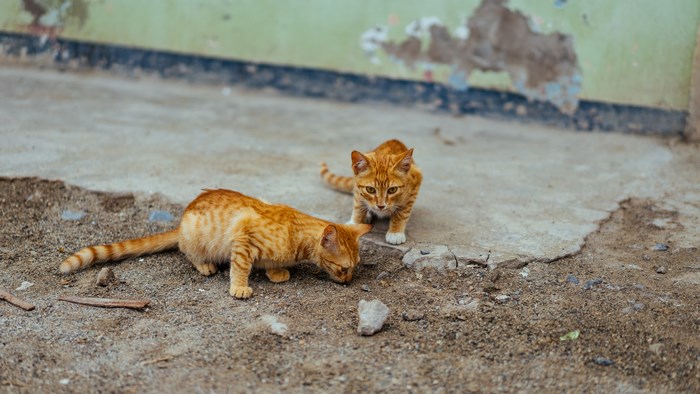 Two ginger kittens exploring outdoors