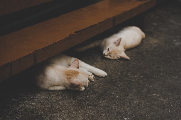Two cats sleeping under a wooden structure