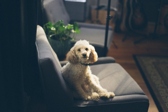 A poodle sits on a sofa in a living room.