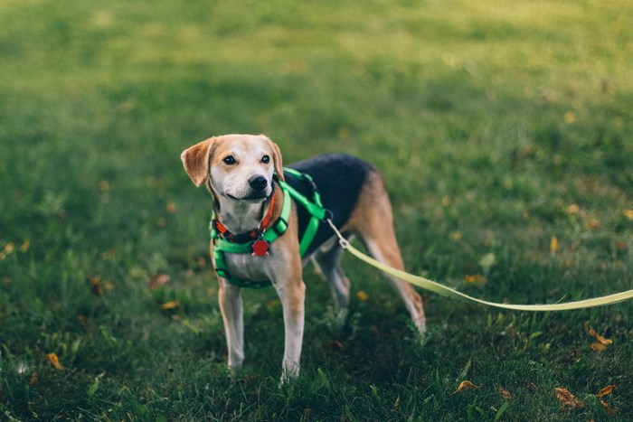 Dog wearing a harness and leash in a grassy field