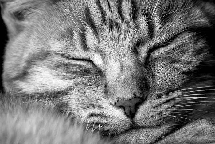 Close-up black and white portrait of a sleeping tabby cat