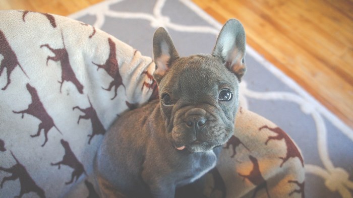 French Bulldog puppy on a patterned blanket