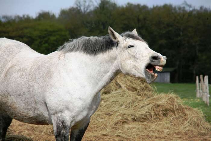 White horse with mouth open near hay pile