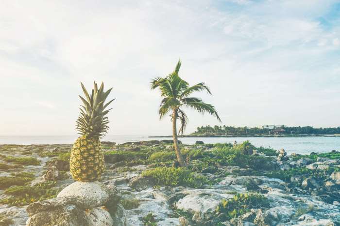 Pineapple and palm tree on rocky coast with ocean view