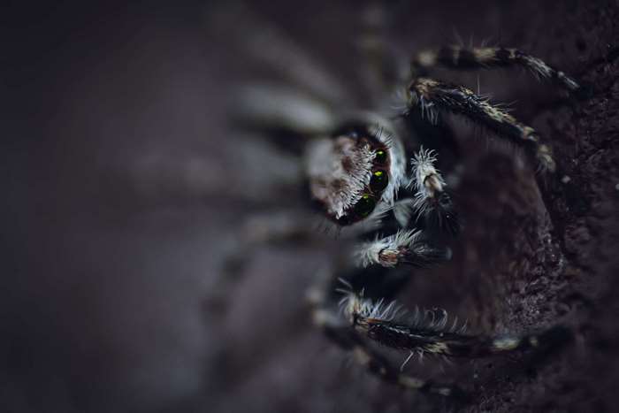 Macro shot of a jumping spider with green eyes