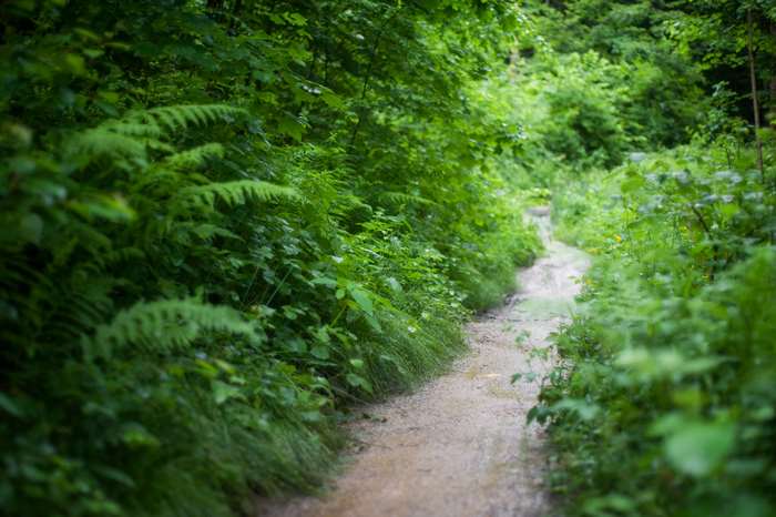 Dirt path through a green forest with ferns