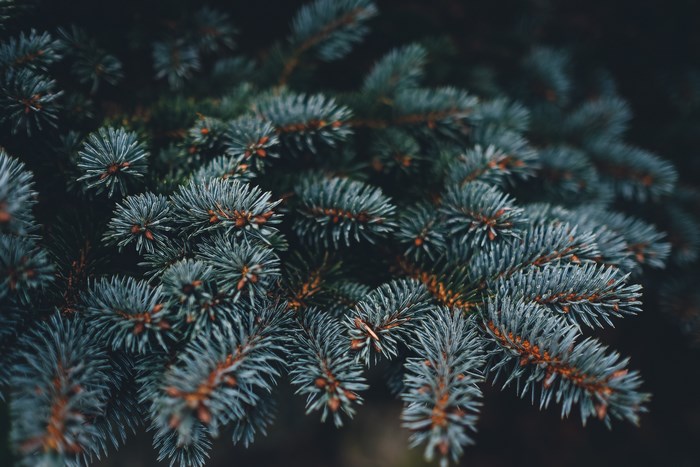 Close-up of blue spruce tree branches