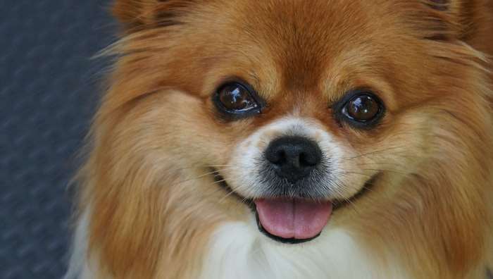 Close-up of Happy Smiling Pomeranian Dog 4K