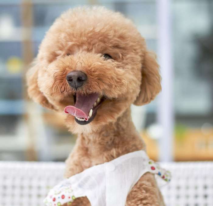 Cute brown poodle wearing a white shirt