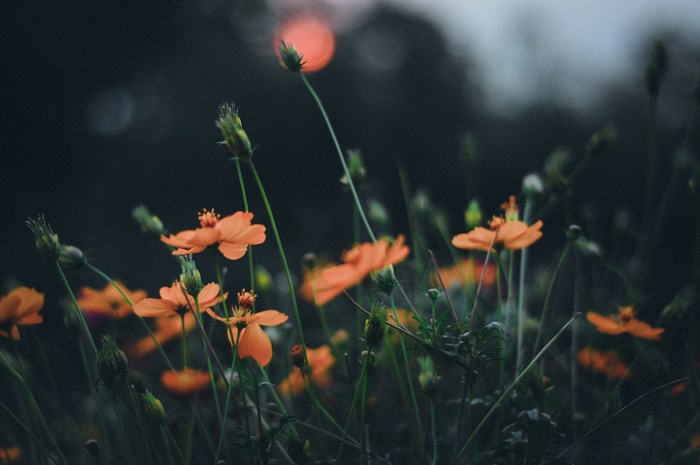 Orange flowers in a field with bokeh