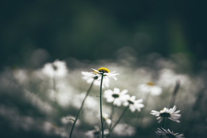 Close-up of a daisy in a field