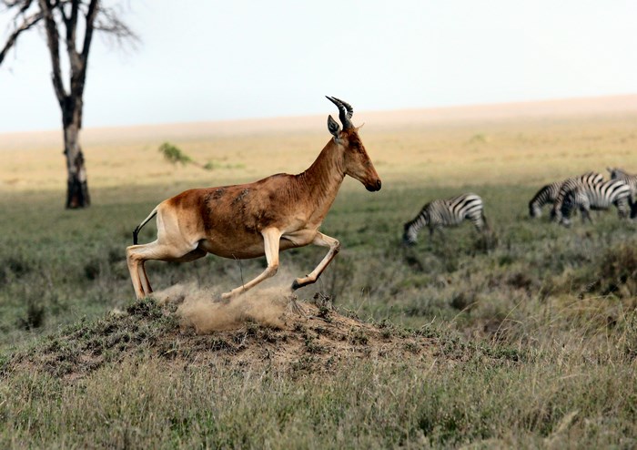 Hartebeest running in the Serengeti with zebras