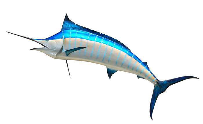 Blue Marlin Fish Mounted