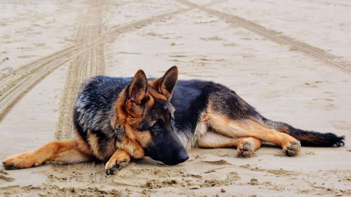German Shepherd dog lying on a sandy beach