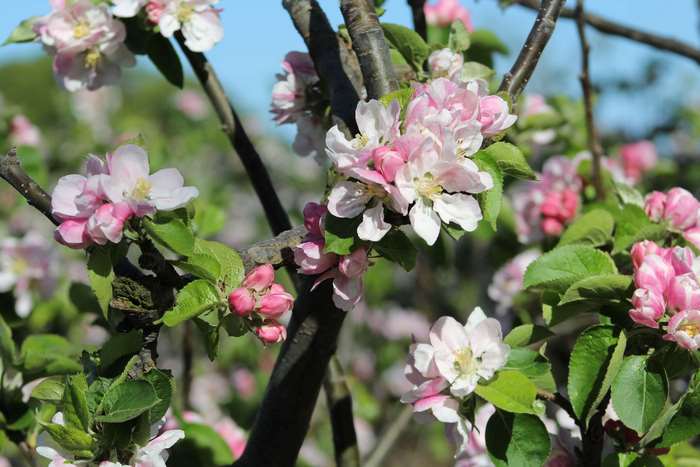 Pink apple blossoms on a tree branch