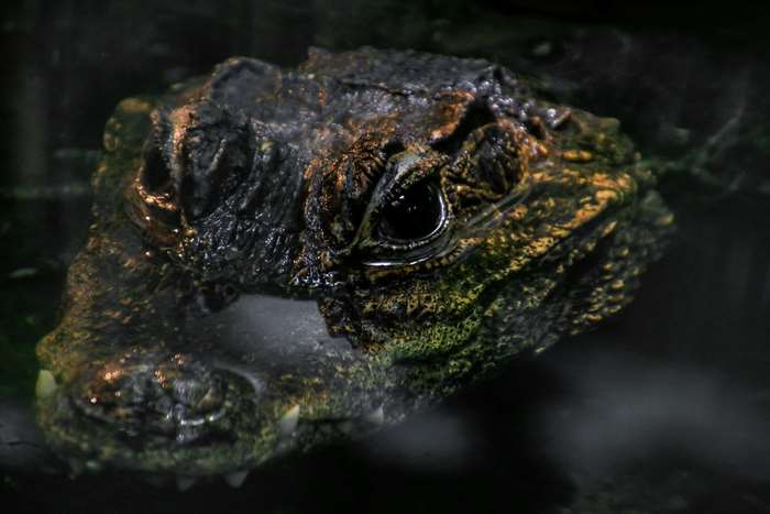 Close-up of a crocodile's head