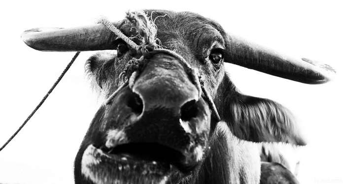 Black and white close-up of a buffalo with a rope