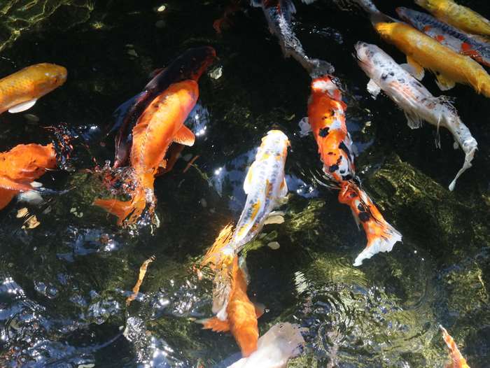 Koi fishes swimming in a pond