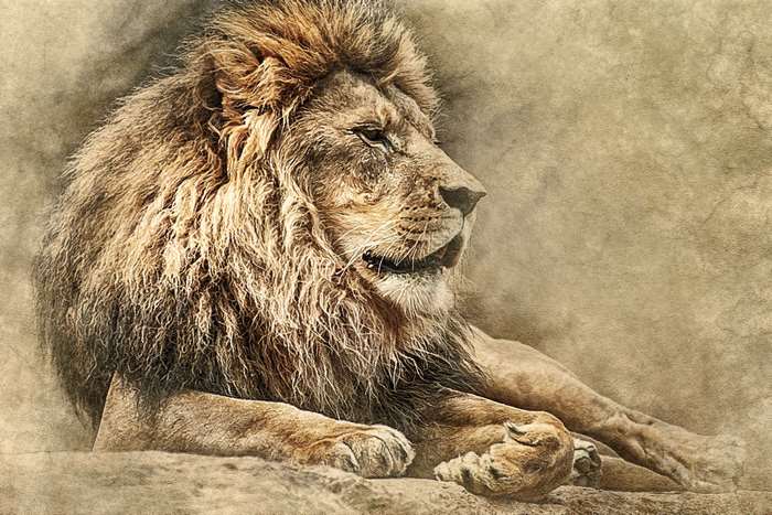 Vintage Lion Art