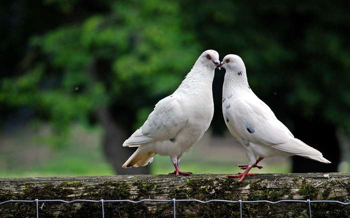 Two white doves kissing on a wooden fence