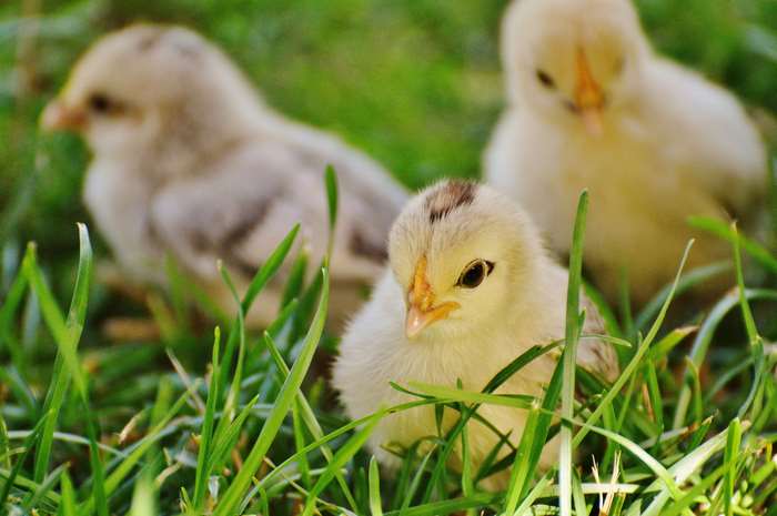 Three fluffy chicks in green grass