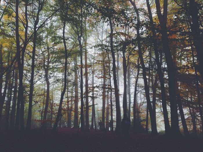 People walking in a foggy forest during autumn