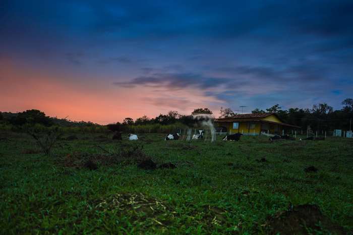 Cows in a field at dusk with a house
