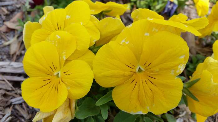Yellow Pansies 4K