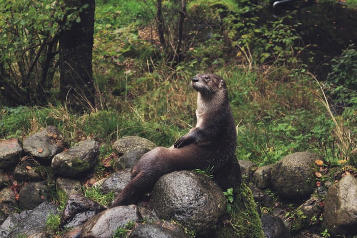 Otter sitting on rocks in a forest