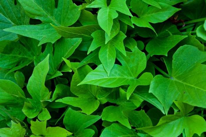 Green leaves of a plant with shadows