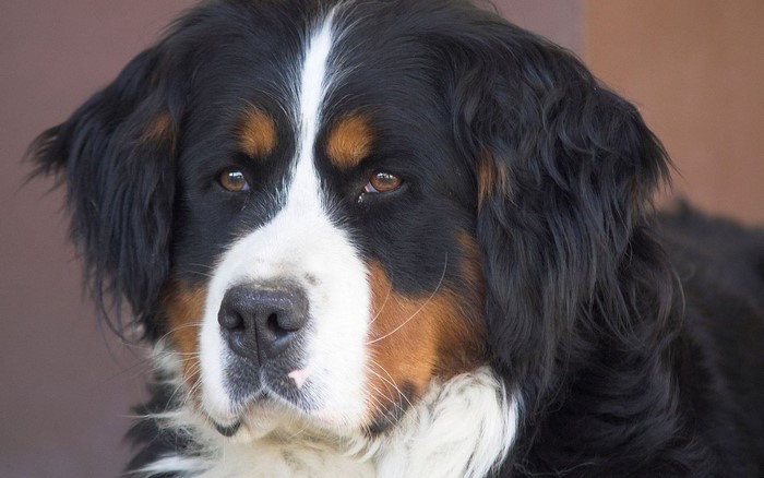 Bernese Mountain Dog close-up portrait