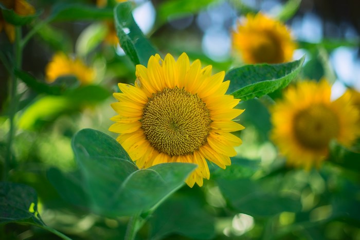 Bright Sunflower Bloom in Green Garden