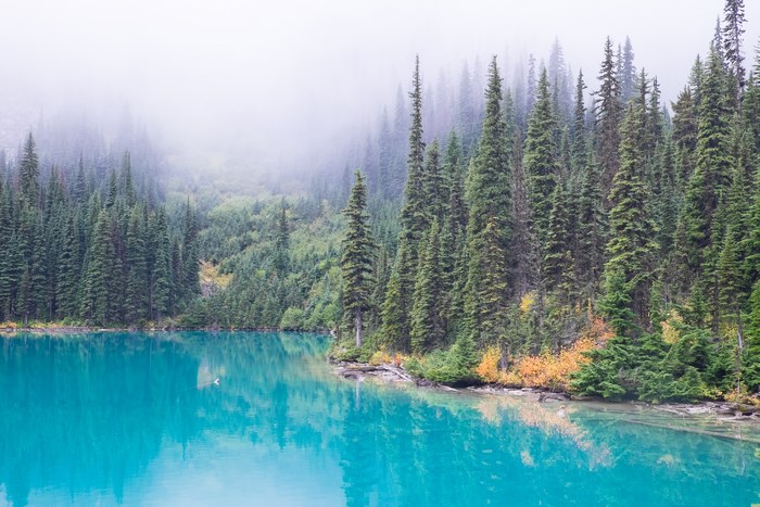 Joffre Lake with Pine Forest and Mist in British Columbia