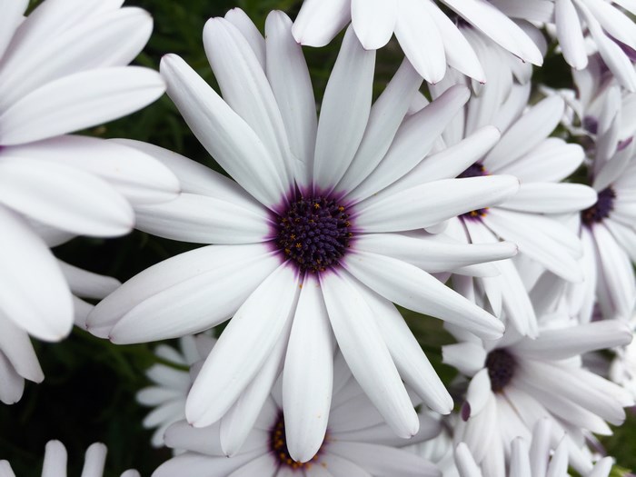 Close-up of white daisies with purple centers