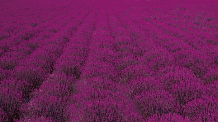Lavender field with rows of blooming purple flowers