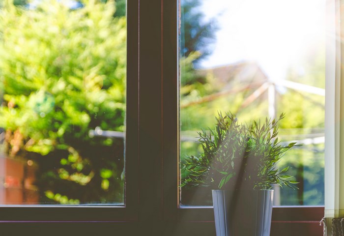 Green plant in a pot by the window with sunlight