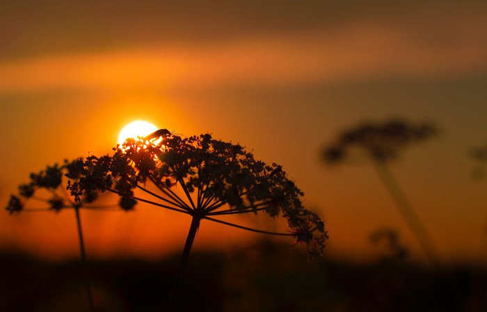 Silhouette of a flower against the sunset