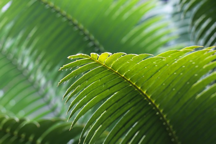 Close-up of green cycad leaves with bokeh background