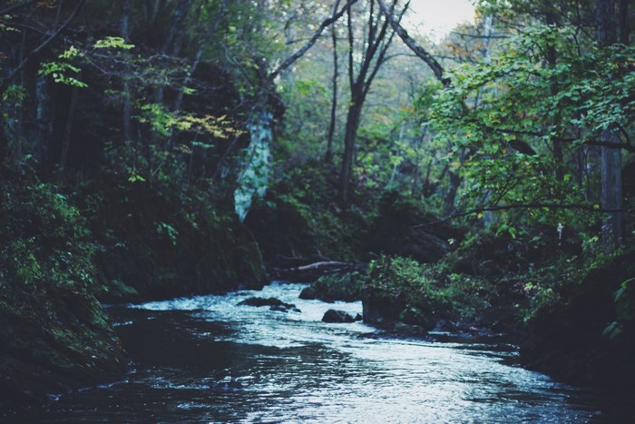 A stream flows through a dense, green forest.