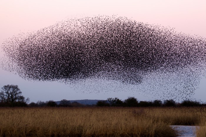 A large flock of birds in flight over a field